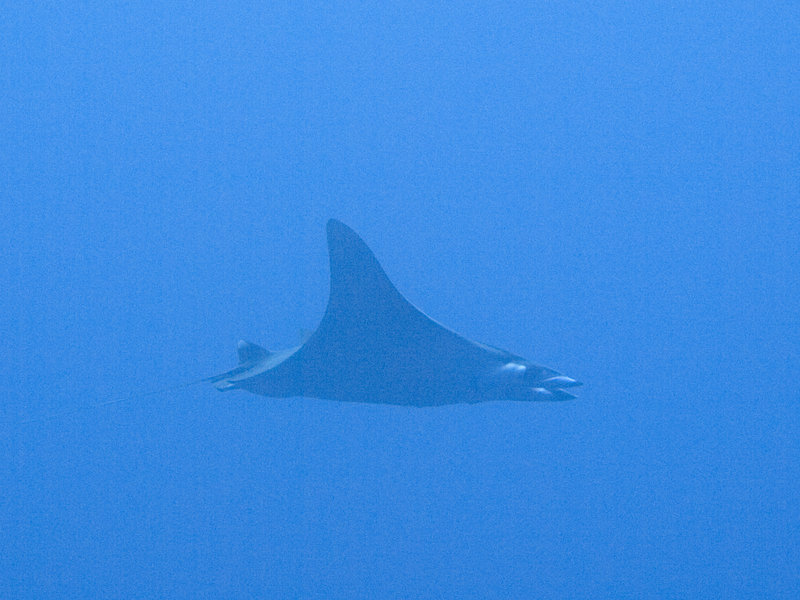 Gorgonian Forest, Mobula Ray
